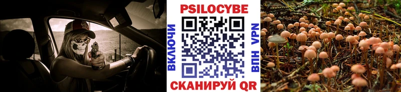 купить наркоту  Шахунья  Галлюциногенные грибы Psilocybine cubensis 